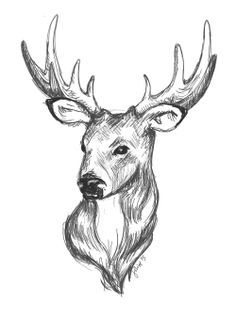 236x333 Caribou Drawing - Caribou Sketch
