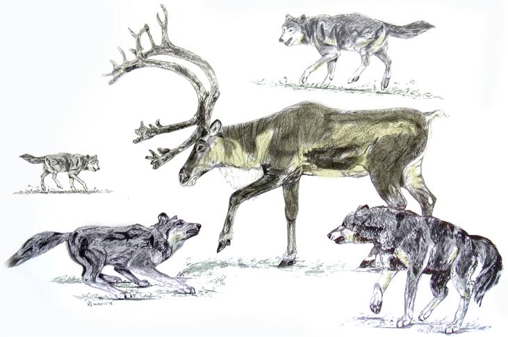 731x485 Wolf And Caribou Sketch Art - Caribou Sketch
