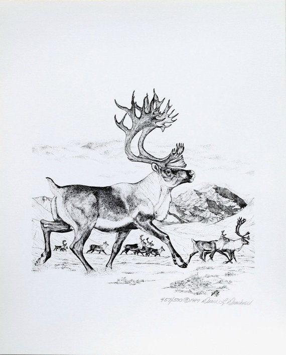 570x706 Caribou Sn Limited Edition Print Of Pen And Ink Wildlife Etsy - Caribou Sketch
