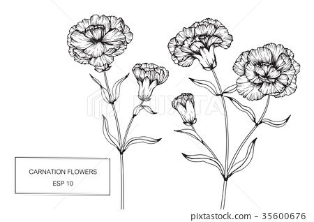 450x318 Carnation Flower Drawing. - Carnation Flower Sketch