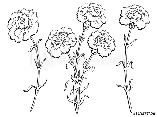 500x375 Carnation Flower Graphic Black White Isolated Sketch Illustration - Carnation Flower Sketch