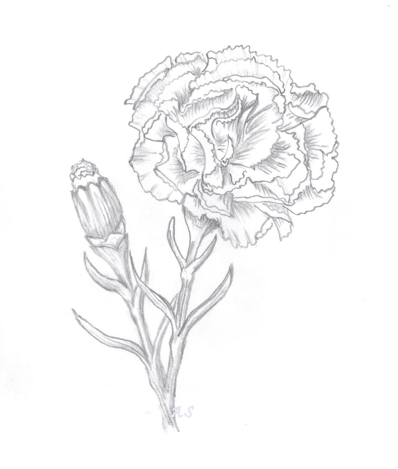 1359x1600 Carnation Flower Sketch Cards Tattoos, Art And - Carnation Flower Sketch