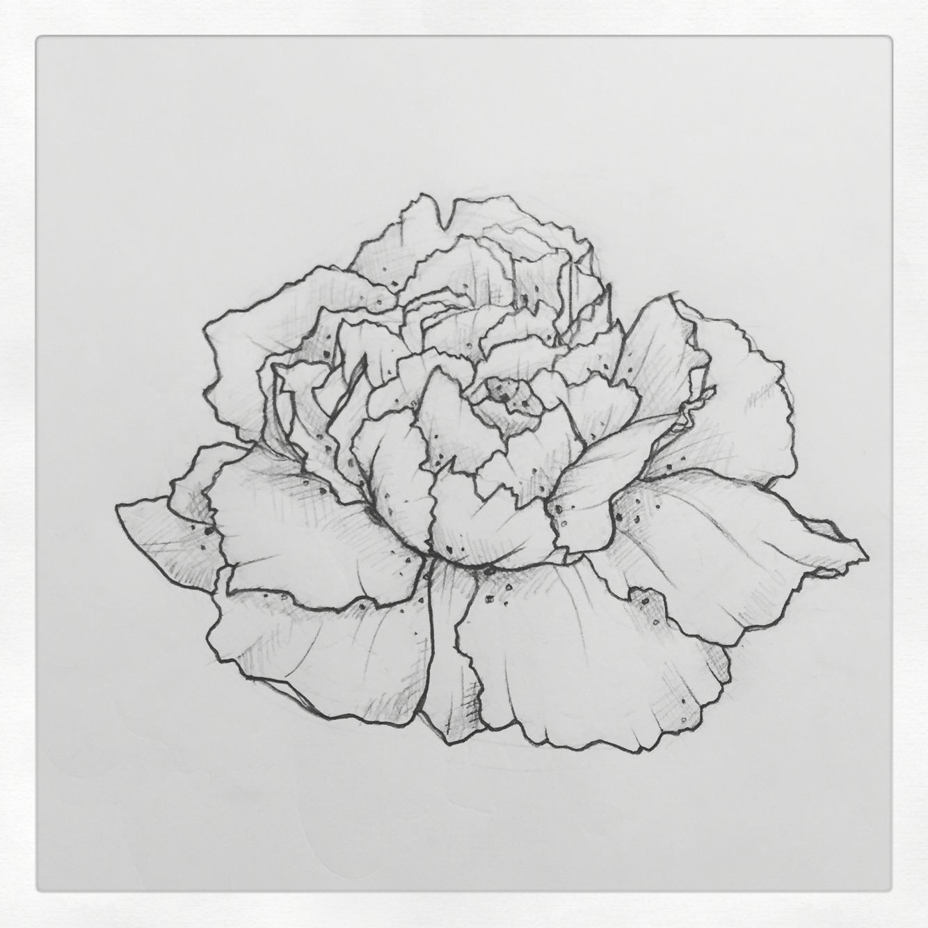1334x1334 Carnation Tattoo! Interested In Custom Drawings Contact Me - Carnation Flower Sketch
