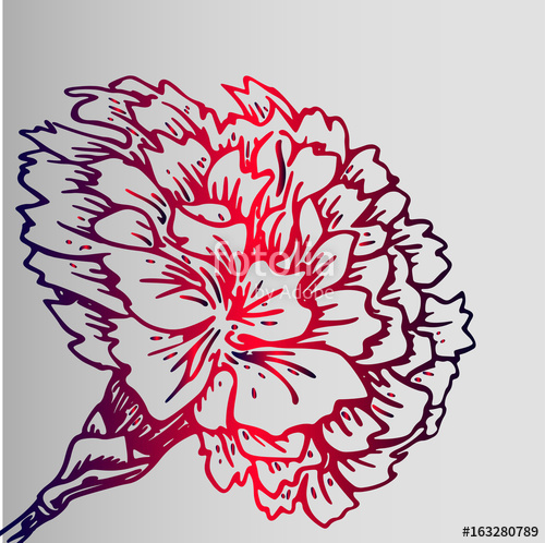 500x498 Colorful Gradient Sketch Of A Carnation Flower - Carnation Flower Sketch