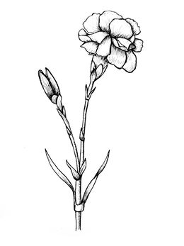 260x347 Download Carnation Flower Lineart Clipart Carnation Flower - Carnation Flower Sketch