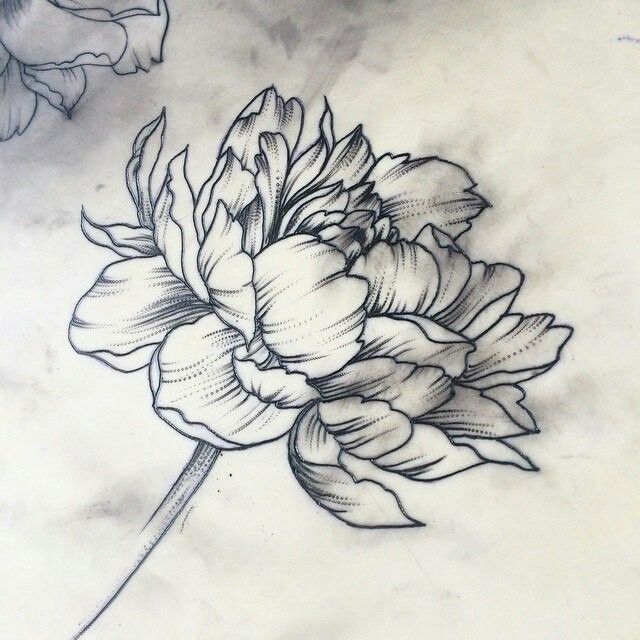 640x640 Drawn Peony Carnation Flower - Carnation Flower Sketch