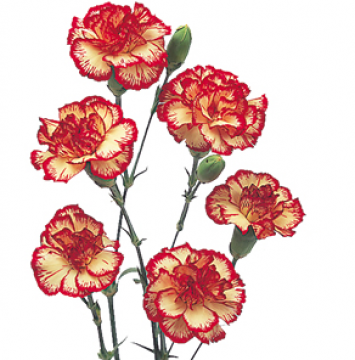 355x360 Drawn Carnation Carnation Flower - Carnation Flower Sketch