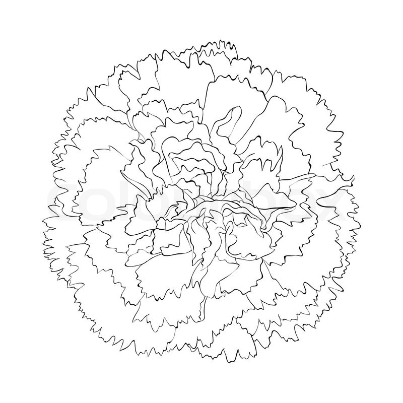 800x800 Beautiful Monochrome Black And White Carnation Flower Isolated On - Carnation Flower Sketch