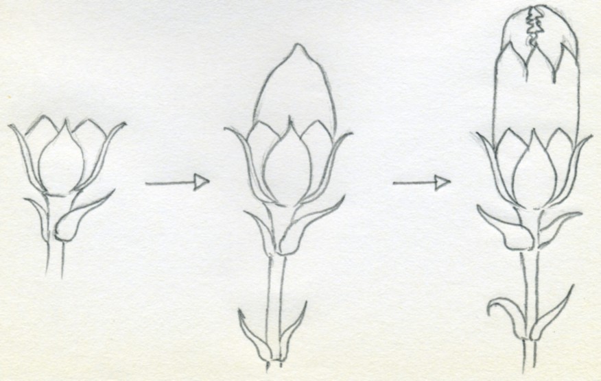 876x556 How To Draw Carnation - Carnation Flower Sketch