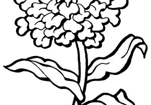 300x210 Carnation Drawing Step By Step Drawing Carnation Flowers Stepstep - Carnation Flower Sketch