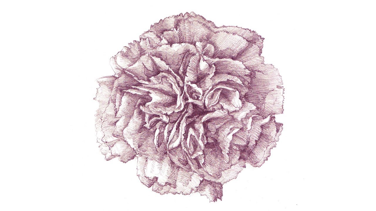 1280x720 A Carnation Drawing Process - Carnation Flower Sketch