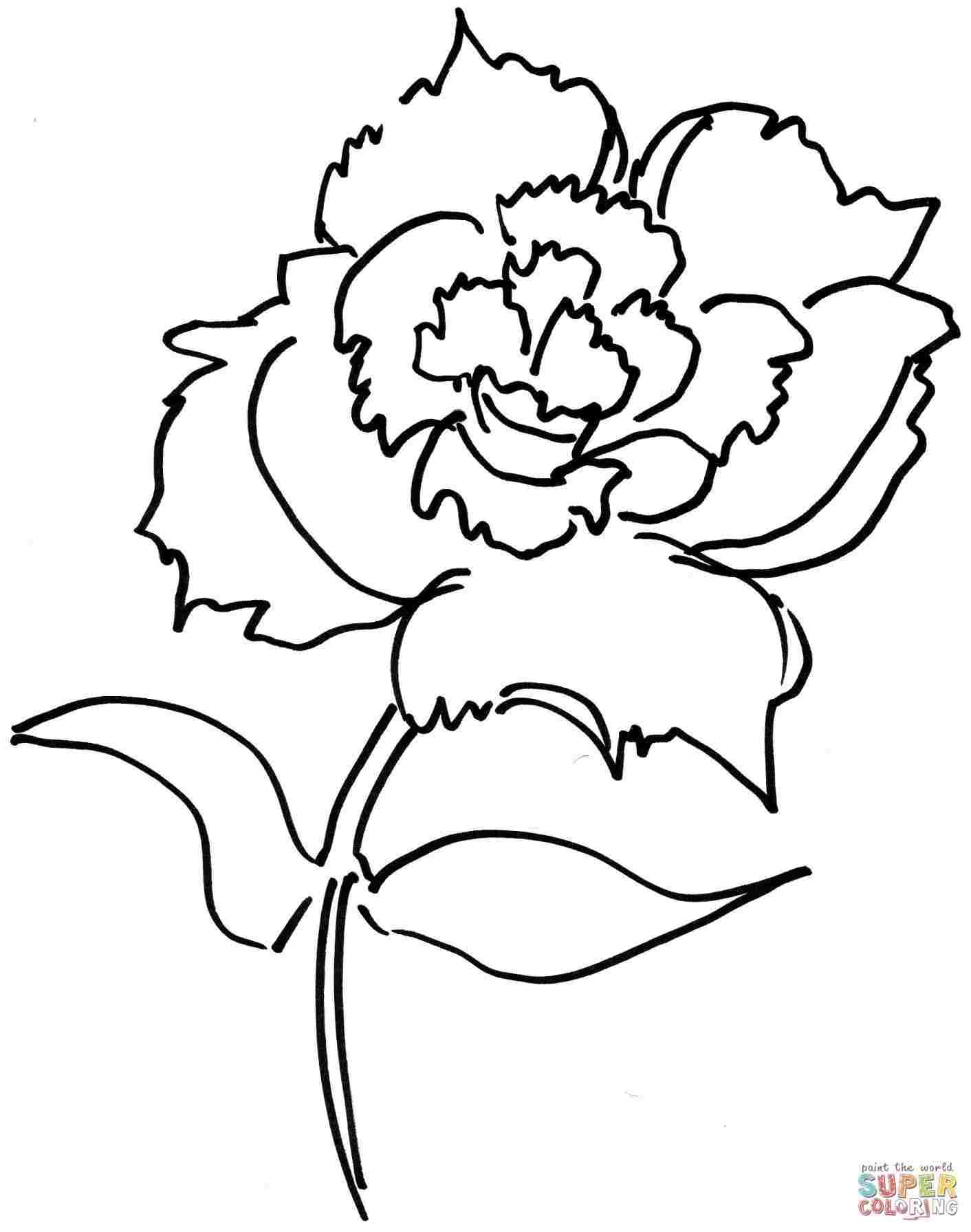 1412x1791 Rhcom Bouquet Drawing Carnation Flowers Step By Step Of - Carnation Flower Sketch