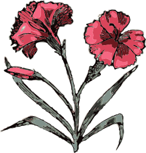 285x299 Carnation Flower Clip Art - Carnation Flower Sketch