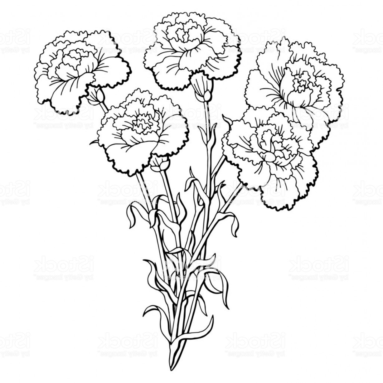 Carnation Flower Sketch at PaintingValley.com | Explore collection of ...