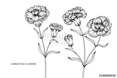 500x334 Carnation Flowers Drawing And Sketch With Line Art On White - Carnation Sketch