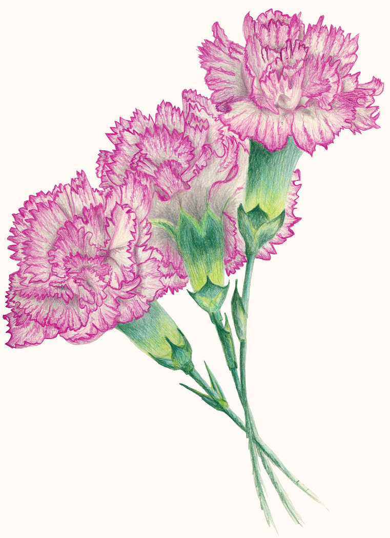761x1050 Drawn Carnation Pink Carnation - Carnation Sketch