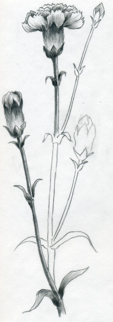 376x1071 How To Draw Carnation - Carnation Sketch