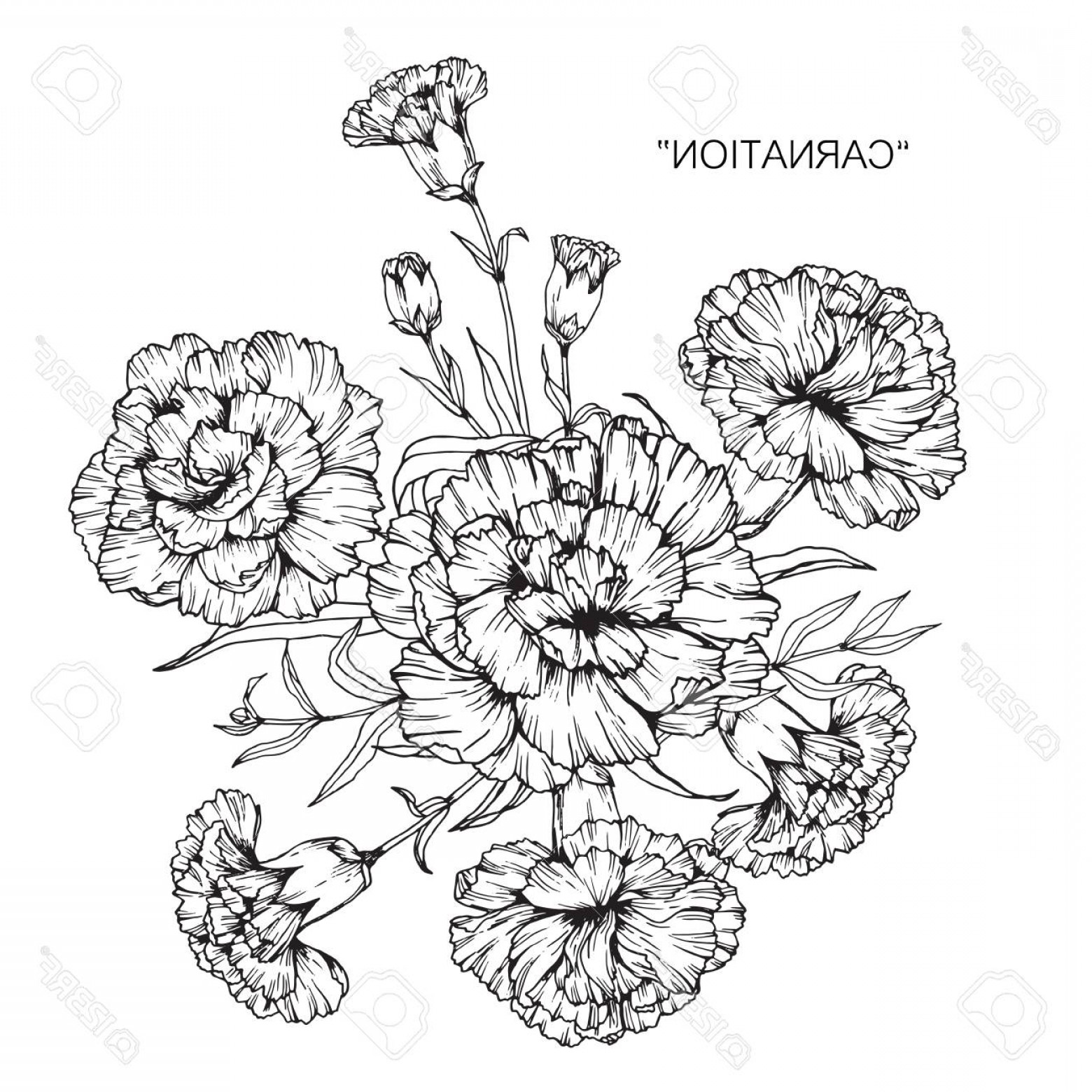 1560x1560 Photostock Vector Carnation Flower Drawing And Sketch With Black - Carnation Sketch