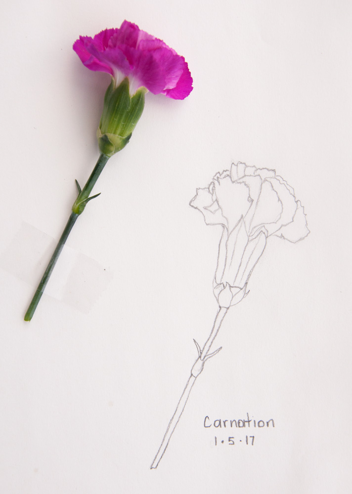 712x1000 Simple Nature Sketch Carnation - Carnation Sketch