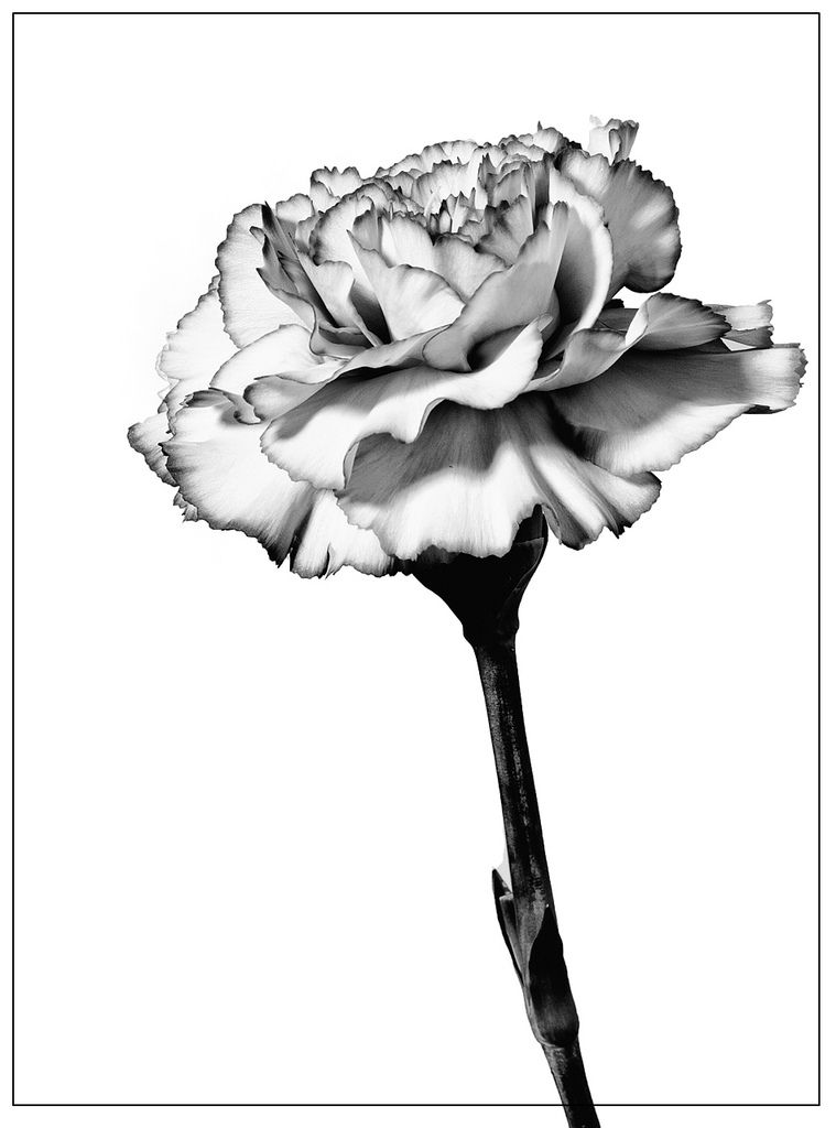 759x1024 Carnation Drawing - Carnation Sketch