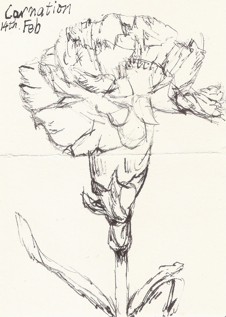 730x1024 Pink Carnation Sketch He Tell Me Pink Carnation Is - Carnation Sketch