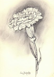 209x300 Carnation Drawing By Nancy Beckerdite - Carnation Sketch