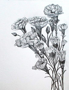 229x300 Carnation Drawings Fine Art America - Carnation Sketch