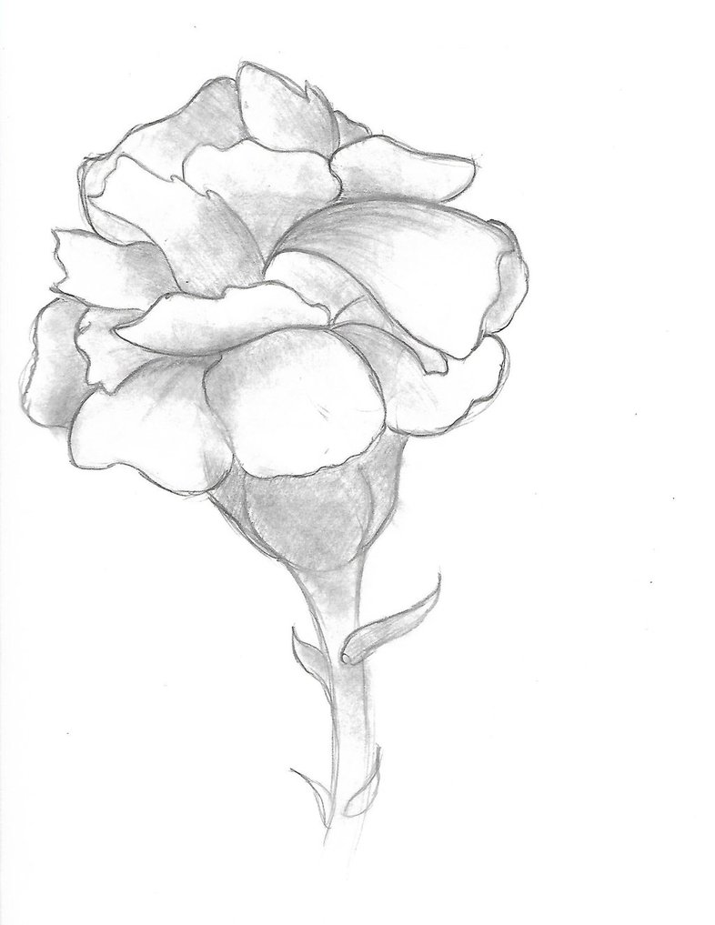 786x1017 Carnation Flower Drawing. By Towanda220 - Carnation Sketch