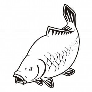 300x300 Carp Rigs Need To Be Designed By Imagining The Underwater - Carp Sketch