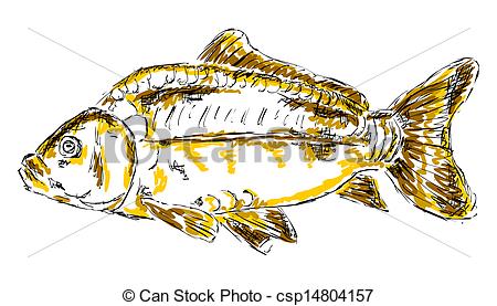 450x277 Carp Sketch. Sketchy Illustration Of A Carp. - Carp Sketch