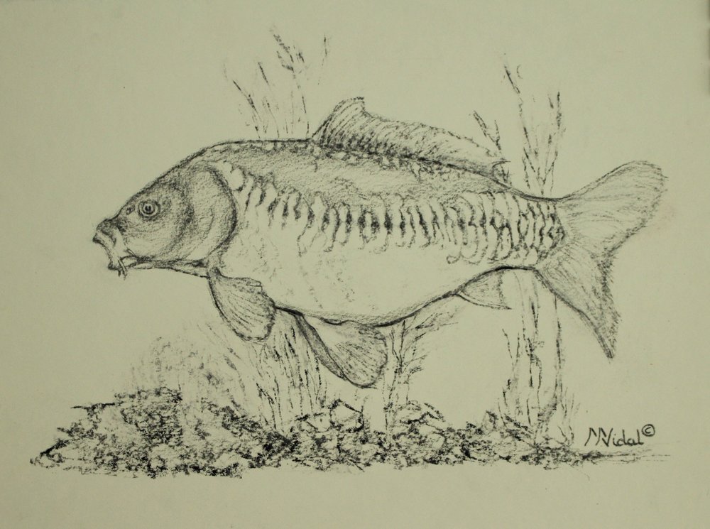 Carp Sketch at Explore collection of Carp Sketch