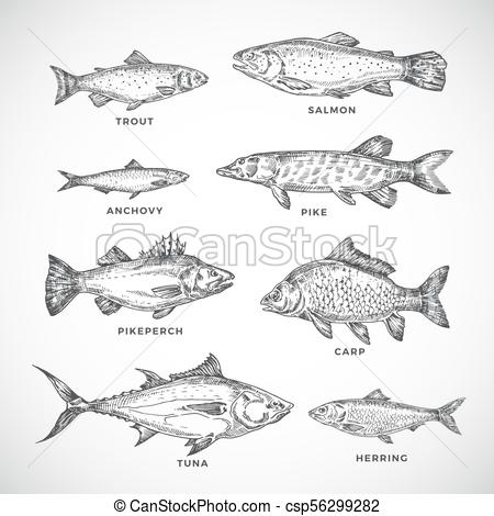 450x470 Hand Drawn Ocean Or Sea And River Fish Set. A Collection Of Salmon - Carp Sketch