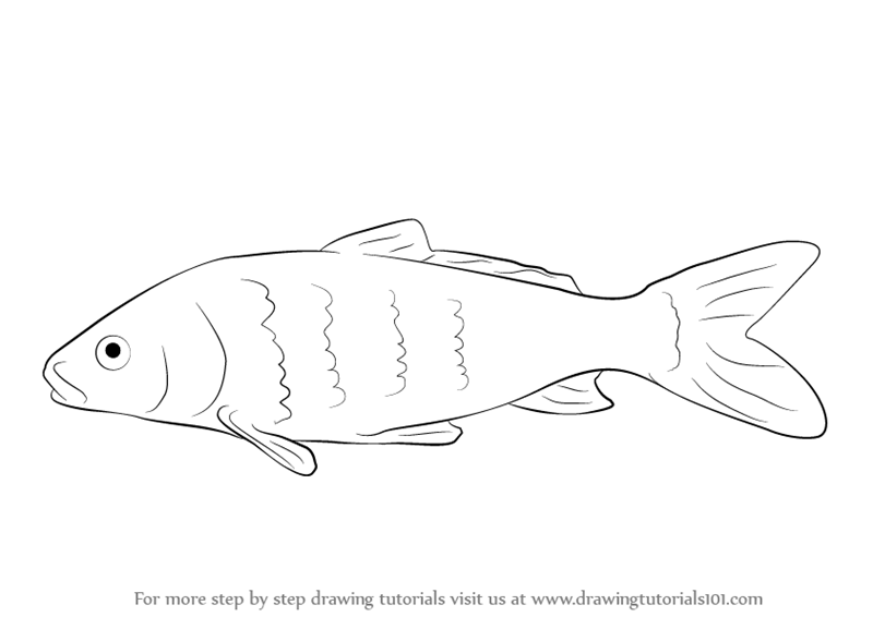800x566 Learn How To Draw A Carp Fish (Fishes) Step By Step Drawing - Carp Sketch