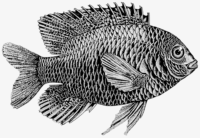 650x449 Sketch Black And White Carp, Sketch, Black And White, Carp Png - Carp Sketch
