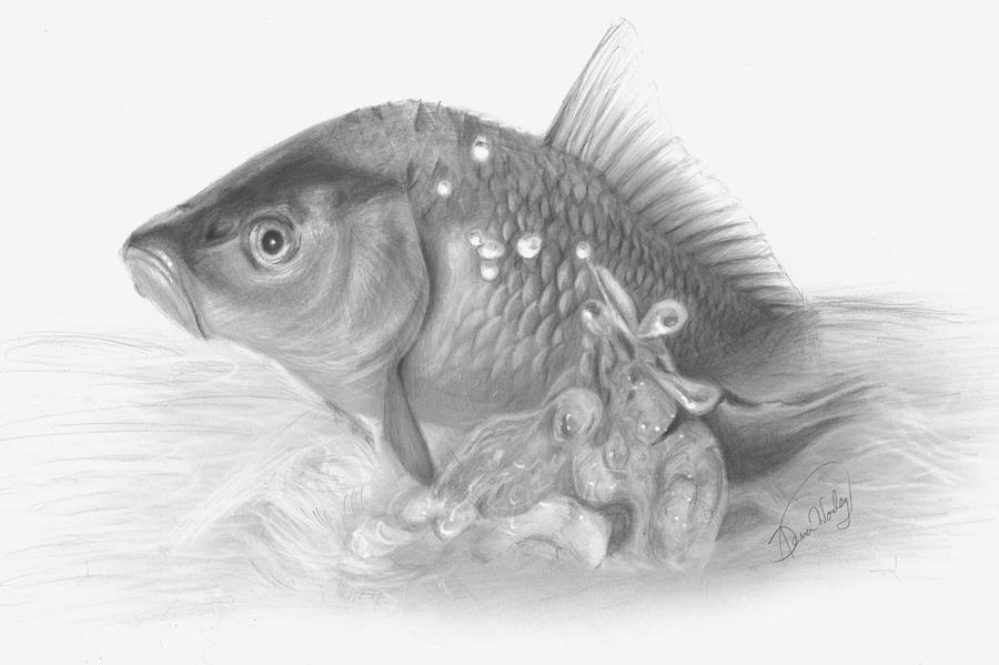 900x599 Splashing Carp Drawing By Dana Worley - Carp Sketch