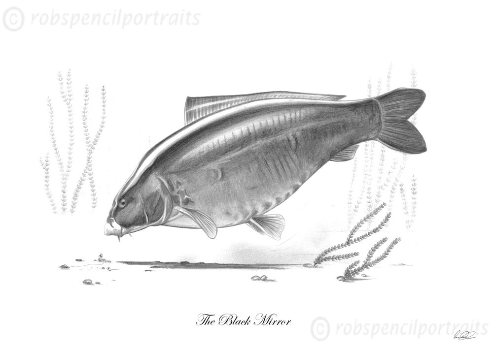 1000x707 The Black Mirror Classic Famous Carp Series Pencil Drawing Fishing - Carp Sketch