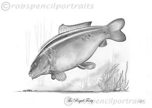 300x212 The Royal Forty Classic Famous Carp Pencil Drawing Print By Robin - Carp Sketch