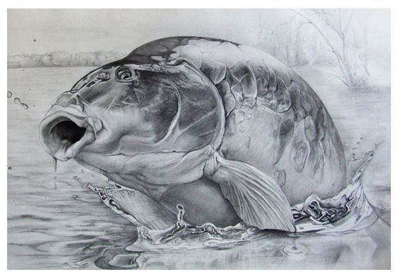 564x392 Carp Pencil Drawing - Carp Sketch