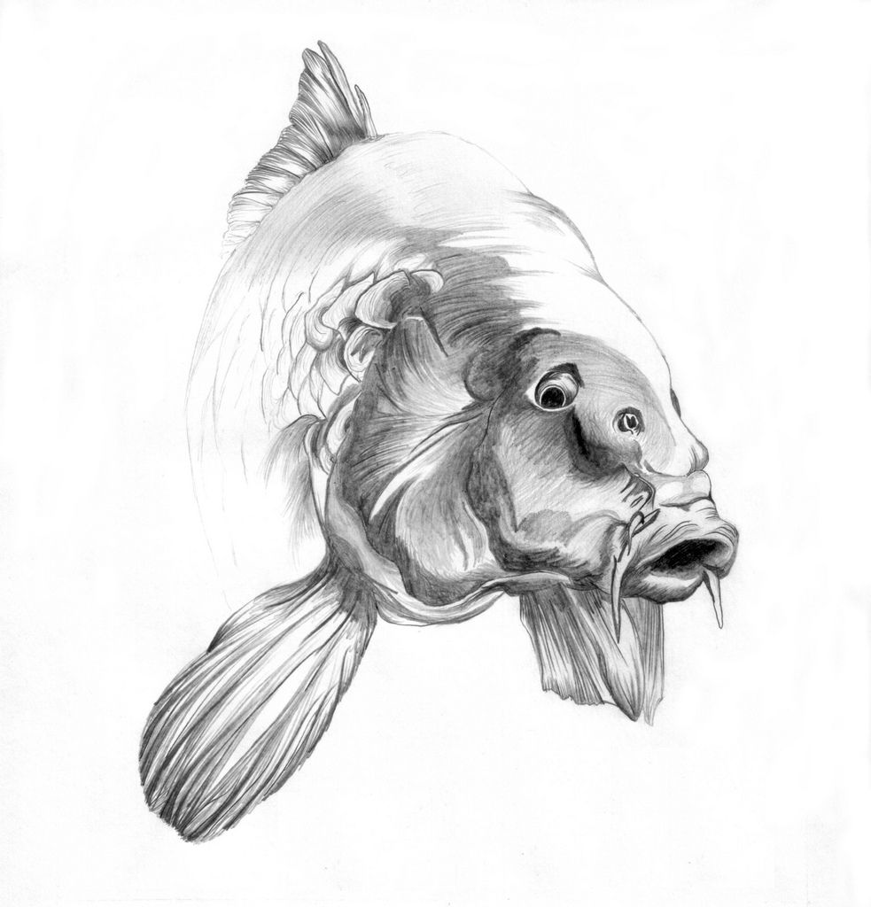 983x1024 Carp Pencil Drawing - Carp Sketch