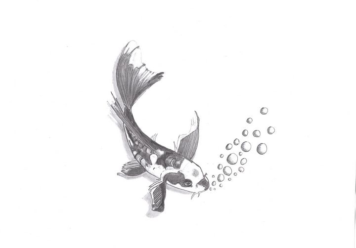 720x502 Black Koi Carp - Carp Sketch