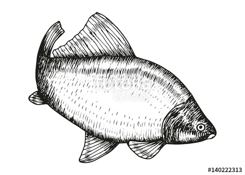 500x357 Carp Fish Swims In Motion Vector Sketch Stock Image And Royalty - Carp Sketch