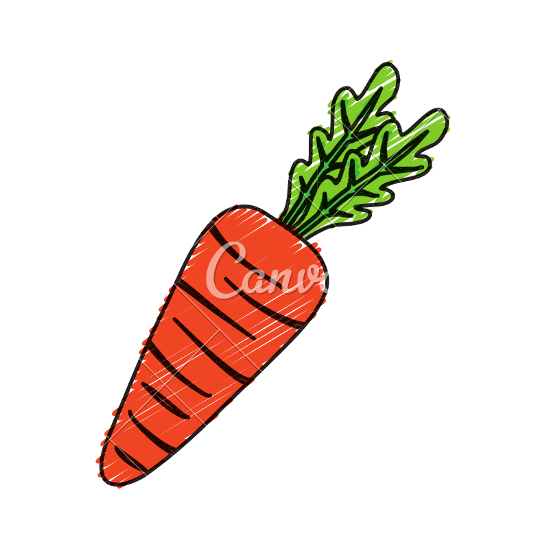 800x800 Carrot Sketch - Carrot Sketch