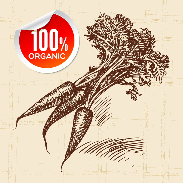 600x600 Carrot Hand Drawn Sketch Vector Free Download - Carrot Sketch