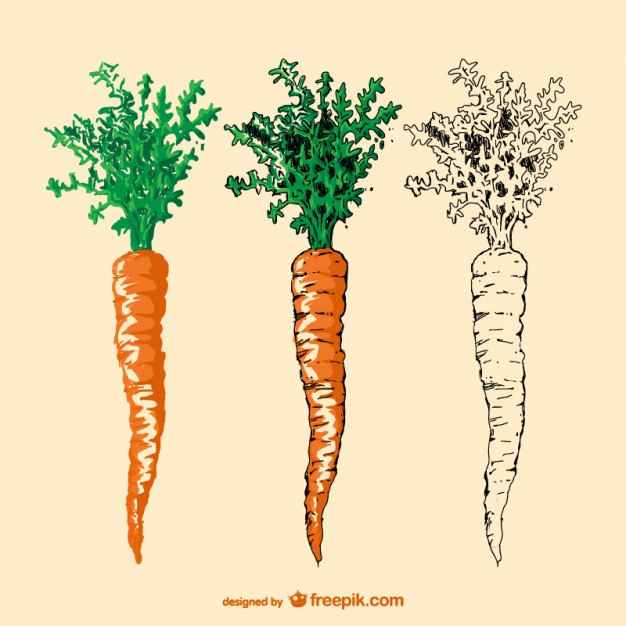 626x626 Drawn Carrot - Carrot Sketch