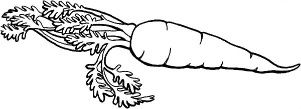 600x218 Find The Best Coloring Pages Resources Here! - Carrot Sketch