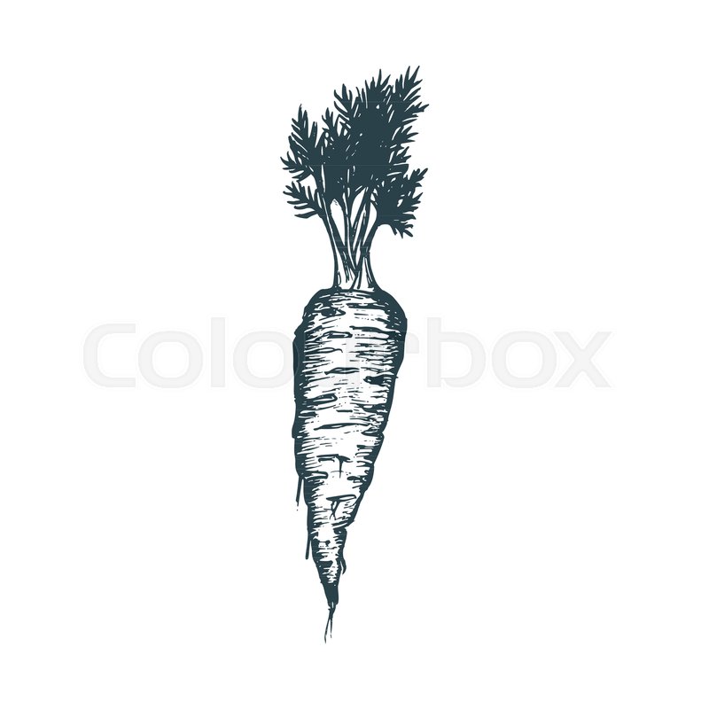 800x800 Hand Drawn Carrot. Vector Illustration Of Vegetarian Food. Sketch - Carrot Sketch