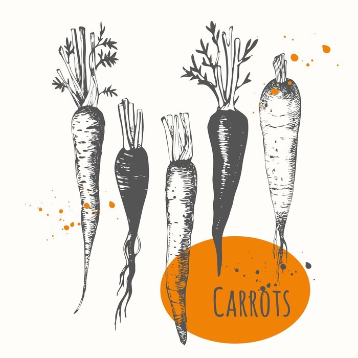700x700 Set Of Hand Drawn Carrots. Black And White Sketch Food. Poster - Carrot Sketch