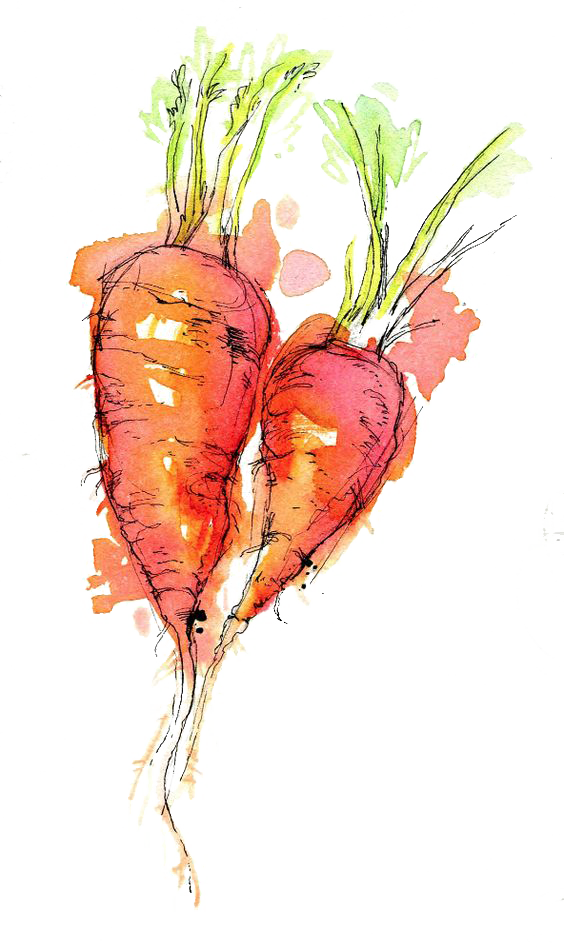 564x948 Watercolor Painting Drawing Ink Sketch - Carrot Sketch