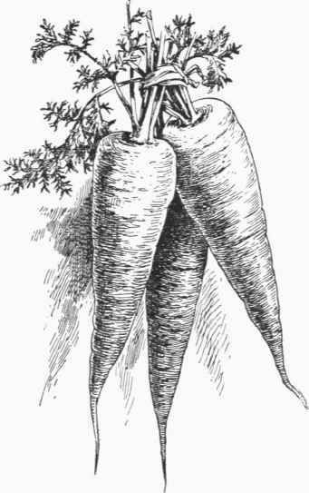 341x543 Carrot Drawing - Carrot Sketch