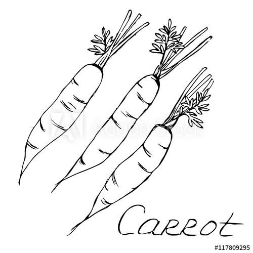 500x500 Carrot Sketch Vector White Black - Carrot Sketch